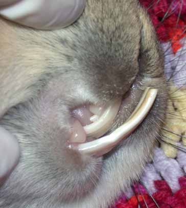 Dentisterie des lapins
